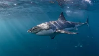 Chris Lowe says El Niño California Shark Activity will bring 2015-2016-like conditions