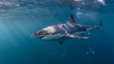 Chris Lowe says El Niño California Shark Activity will bring 2015-2016-like conditions