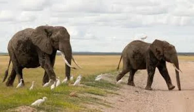 Kenya Wildlife Service Suspects Poisoning in 15 Elephant Deaths