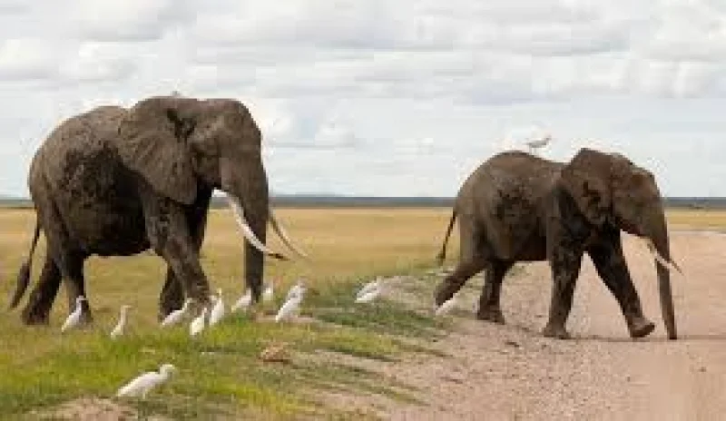Kenya Wildlife Service Suspects Poisoning in 15 Elephant Deaths