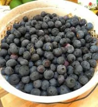 Publix expands Fda Publix Berry Recall after 12 illnesses