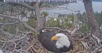 Jenny Voisard Says Shadow Rejects Visitor in Jackie The Eagle Recovery