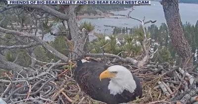 Jenny Voisard Says Shadow Rejects Visitor in Jackie The Eagle Recovery