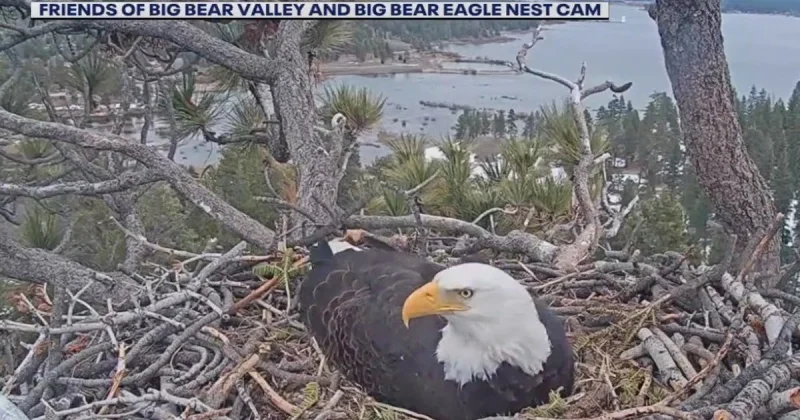 Jenny Voisard Says Shadow Rejects Visitor in Jackie The Eagle Recovery