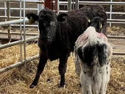 Matthew Shuker sentenced in Jennifer Bennett Uttoxeter Cattle Case