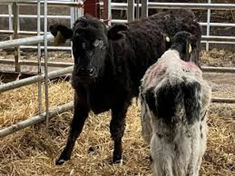 Matthew Shuker sentenced in Jennifer Bennett Uttoxeter Cattle Case