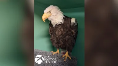 Big Bear Bald Eagle Jackie PCV Falls to 13% During Treatment