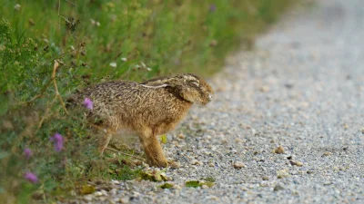 Suffolk County Reports Three Rabbit Fever Cases