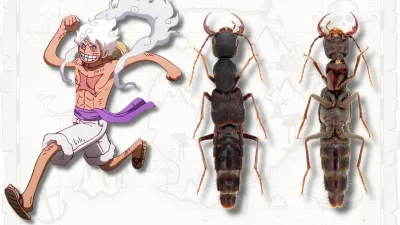 Fang-Shuo Hu and Alexey Solodovnikov name 2 Luffy beetle species — Sciencedaily