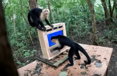 Costa Rica scientists use AI touchscreen with 16 Capuchin monkeys