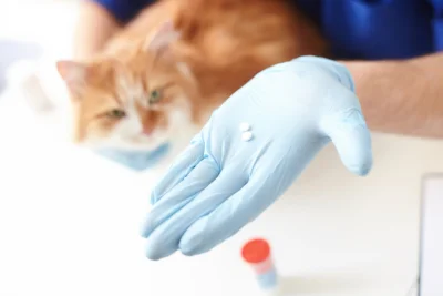 House of Lords urges ban on Dog Flea Treatment sales for pets