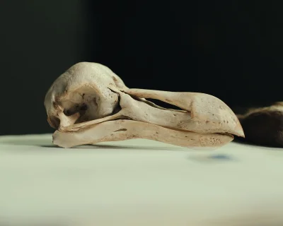Peter Andrew Hosner links Dodo skull scans to smarter behavior