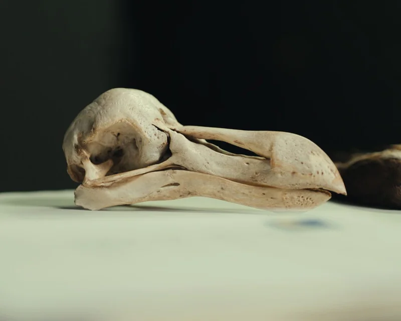 Peter Andrew Hosner links Dodo skull scans to smarter behavior