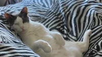 Delaware News Journal seeks Funny Videos for Cutest Cat in Delaware