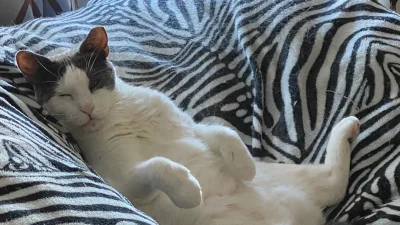 Delaware News Journal seeks Funny Videos for Cutest Cat in Delaware