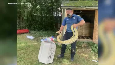 Monmouth County SPCA Removes 8-Foot Burmese Python From Freehold Backyard
