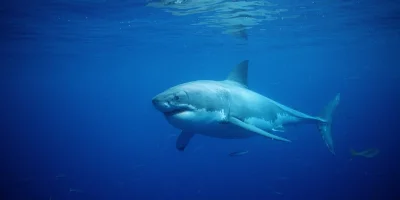 Daryen Granata says Great White pulled lifeguard underwater at Scarborough