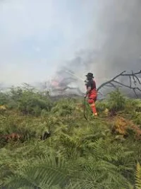Hampshire A31 Van Blaze Leaves New Forest Fire Burning for Days