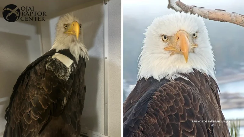 Jackie Big Bear Eagle dies after 23 days of treatment