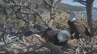 Jackie dies after weeks of care at Ojai Raptor Center