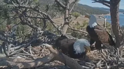 Jackie dies after weeks of care at Ojai Raptor Center