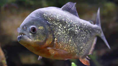 Seamus Coffey catches piranha in Ridley Park Lake Piranha Catch