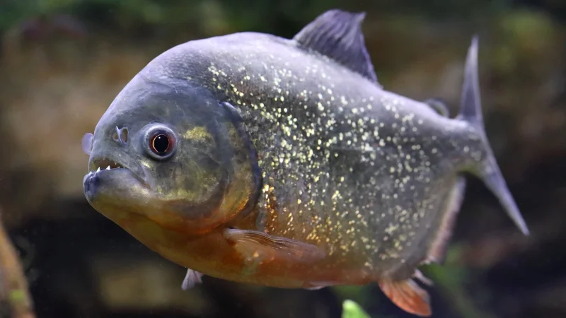 Seamus Coffey catches piranha in Ridley Park Lake Piranha Catch