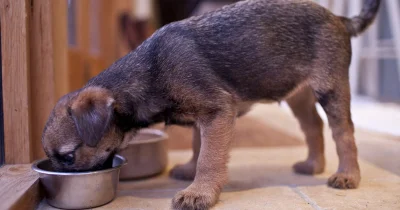 Oma's Pride recalls six-pound bags in Dog Food Salmonella alert