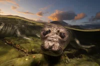 Will Harrison Leads 2026 Ocean Photographer Finalists Announcement