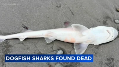 Mike Heithaus Says 29 Sharks Washed Ashore In Nj