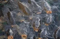 Missouri Says Bighead Carp Are Dying in Mississippi River Heat