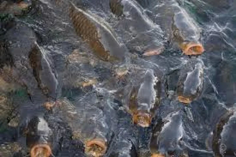 Missouri Says Bighead Carp Are Dying in Mississippi River Heat