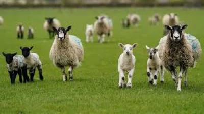 John Hamilton Drives Government Alerts as Scotland's Third Farm Tests Positive