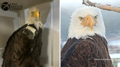 Jackie Eagle dies at 14; remains sent for necropsy