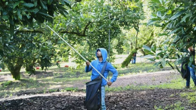 Avocado exports from Michoacán resume after eight-day halt