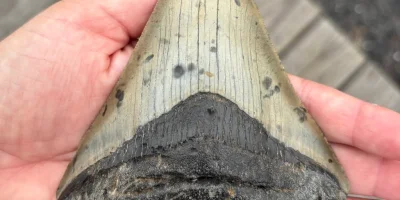 Mike Bowers finds Megalodon tooth on Sea Isle City beach