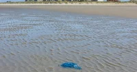 Edf Gravelines Jellyfish Swarm Cuts 3.2 Gigawatts at Gravelines