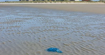 Edf Gravelines Jellyfish Swarm Cuts 3.2 Gigawatts at Gravelines
