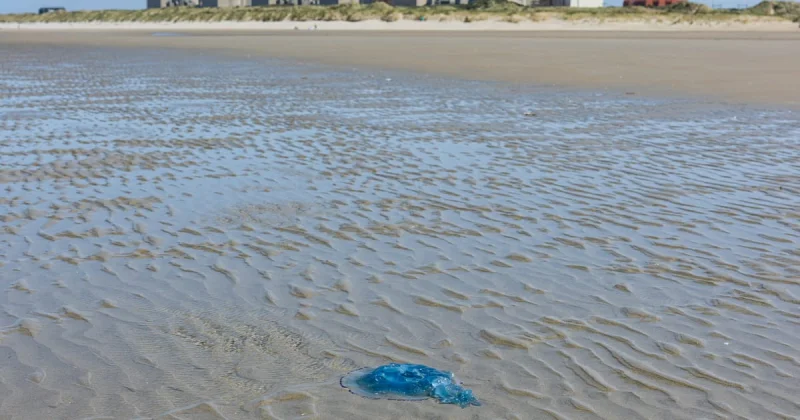 Edf Gravelines Jellyfish Swarm Cuts 3.2 Gigawatts at Gravelines