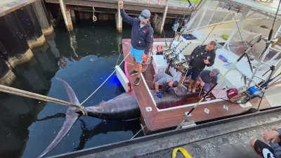 1,260-pound blue marlin off Massachusetts is the kind of catch that stops the sport cold — 1,260-pound Blue Marlin In New England