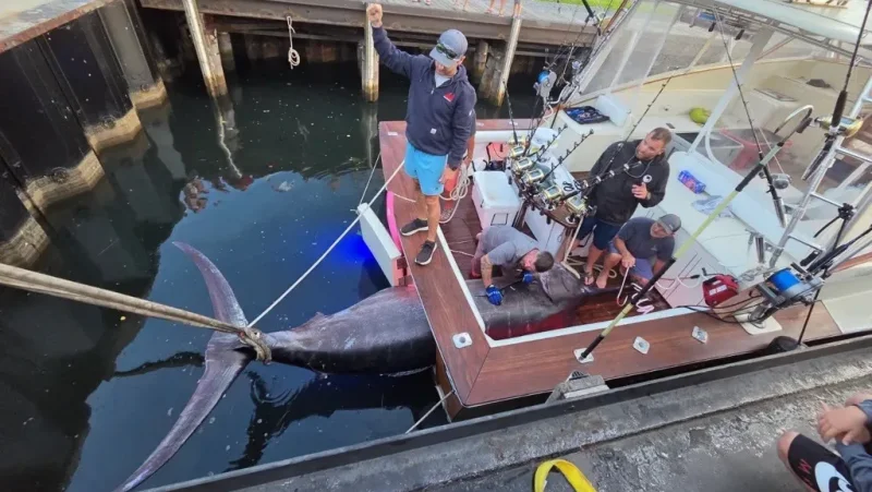 1,260-pound blue marlin off Massachusetts is the kind of catch that stops the sport cold — 1,260-pound Blue Marlin In New England