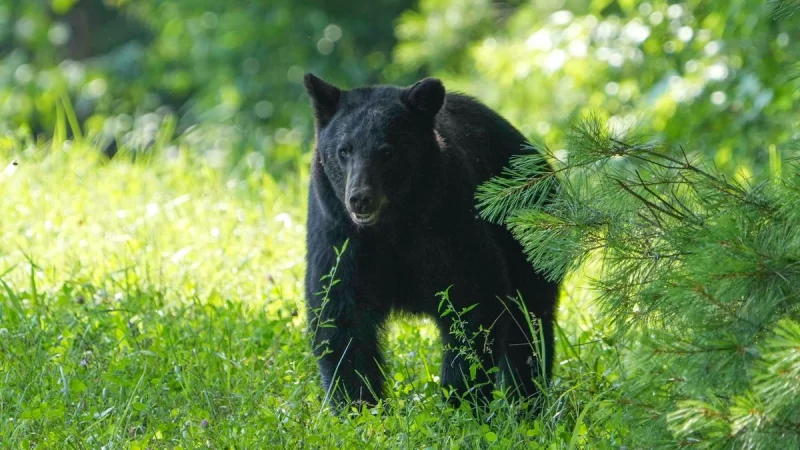 Colorado Parks and Wildlife warns after Colorado Bear Trapped In A Car kills 300-pound bear