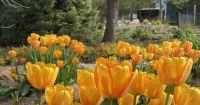 Spokane County Master Gardener Foundation Opens Flower That Blooms In Autumn Sale Through Sept. 18