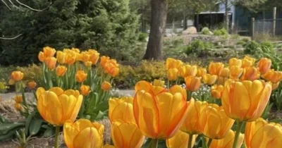 Spokane County Master Gardener Foundation Opens Flower That Blooms In Autumn Sale Through Sept. 18