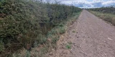 Bethany Newis launches Dog Appeal after Kinnerton lurcher found dead
