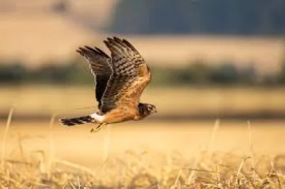 Mark Thomas Says Montagu's Harrier Reared Six Chicks