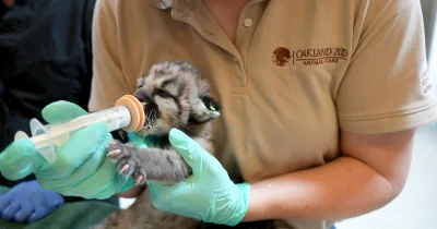 Oakland Zoo Crimson Mountain Lion gets leg amputated after treatment