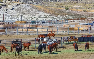 New York Times reports BLM sold Wild Horses for $25 each