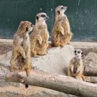 Big Mama Meerkat collapse leaves one rescued in Leicestershire