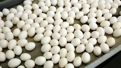 Belgium Salmonella Outbreak Eggs Laerco infects 306 people in outbreak